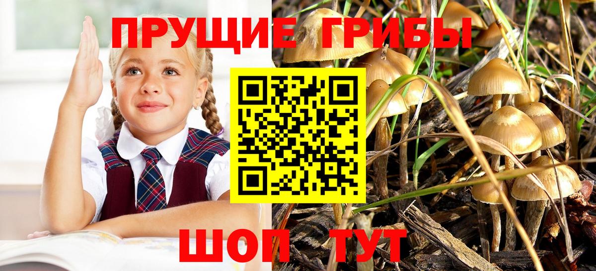 Тавда  Псилоцибиновые грибы мицелий  Псилоцибиновые грибы Psilocybe  Вход с VPN 